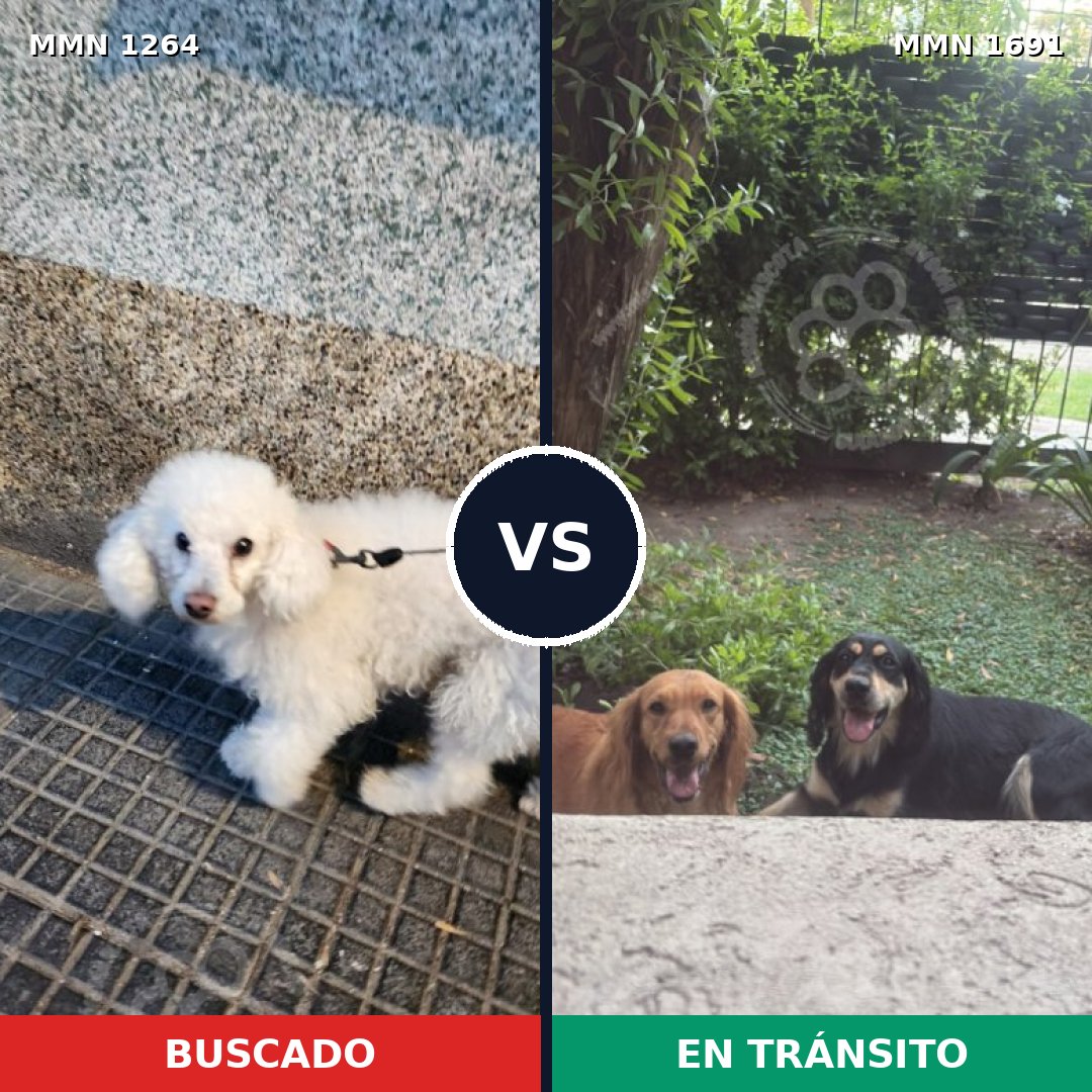 Comparativa MMS 37033: mascota perdida y mascota encontrada, 39% de similitud