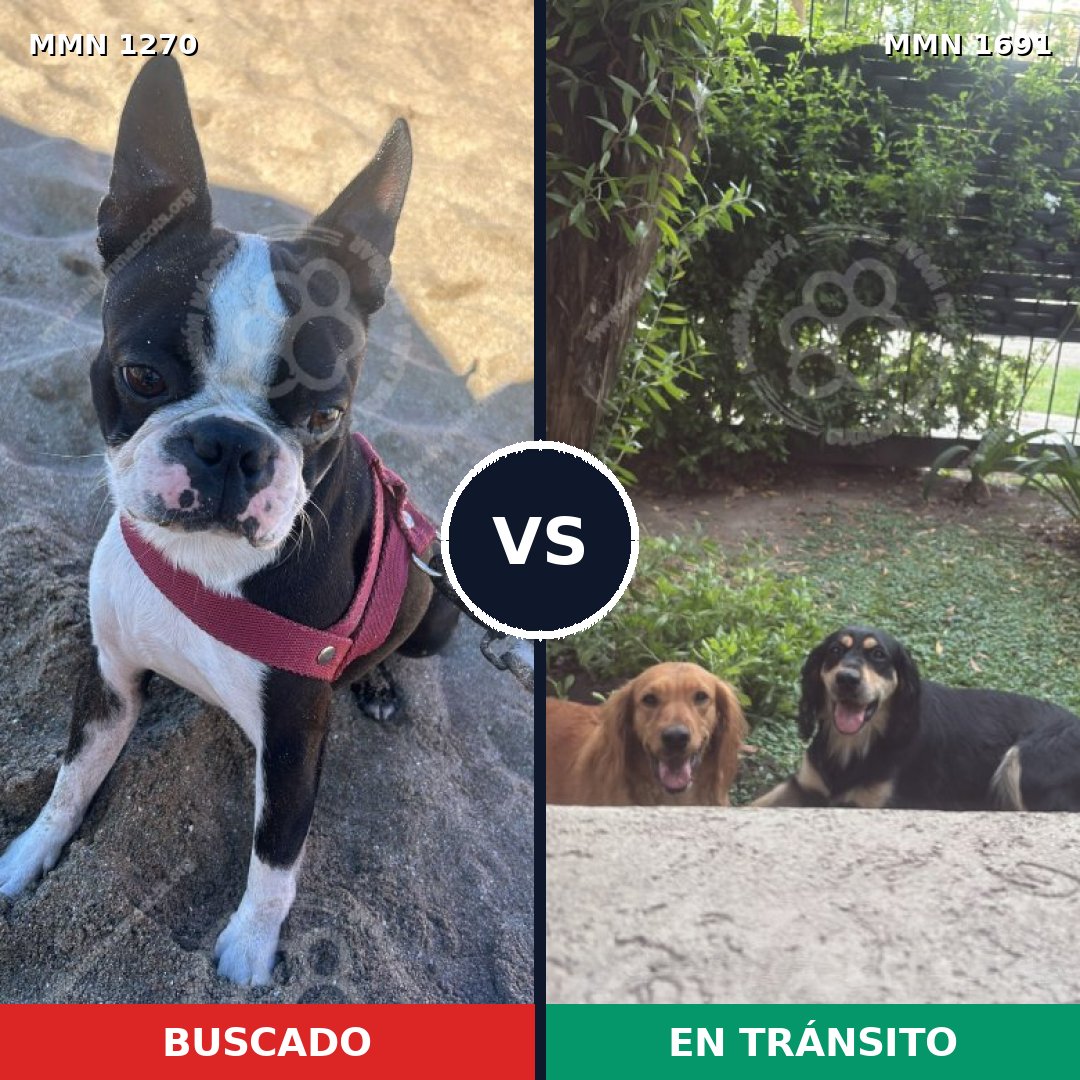 Comparativa MMS 37034: mascota perdida y mascota encontrada, 50% de similitud