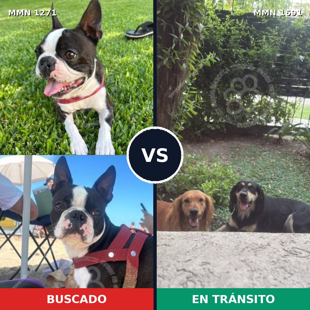 Comparativa MMS 37035: mascota perdida y mascota encontrada, 50% de similitud