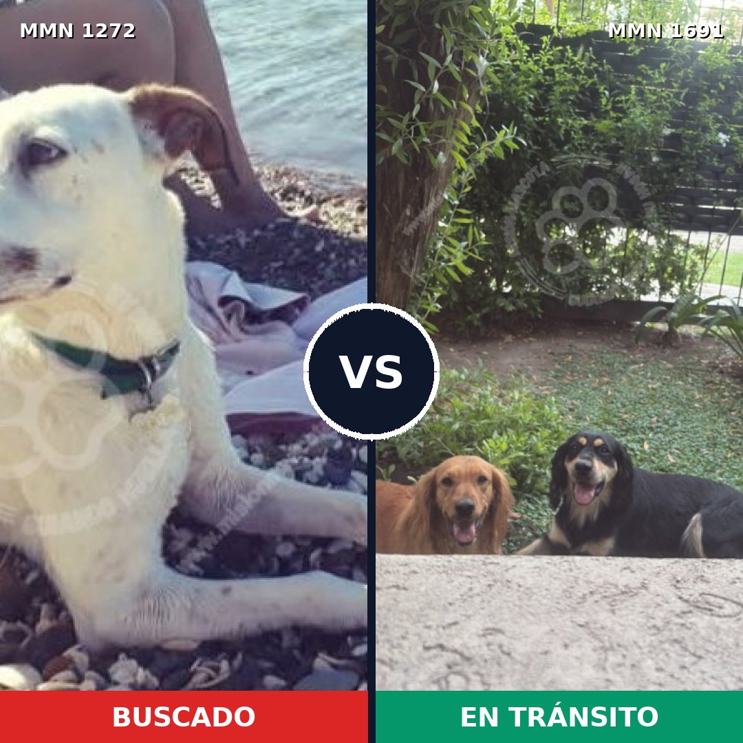 Comparativa MMS 37036: mascota perdida y mascota encontrada, 67% de similitud
