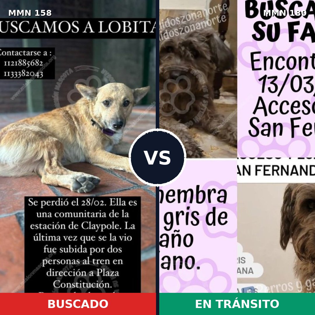 Comparativa MMS 3704: mascota perdida y mascota encontrada, 53% de similitud