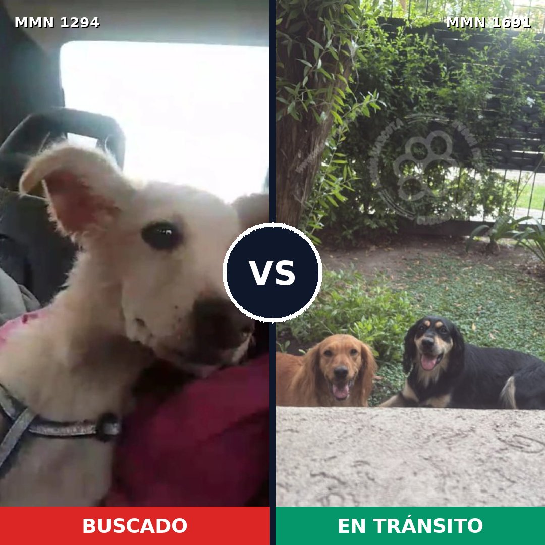 Comparativa MMS 37040: mascota perdida y mascota encontrada, 74% de similitud