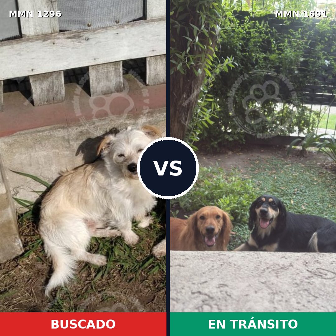 Comparativa MMS 37041: mascota perdida y mascota encontrada, 62% de similitud