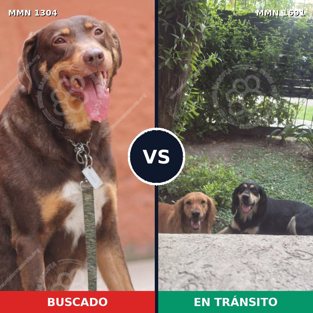 Comparativa MMS 37043: mascota perdida y mascota encontrada, 67% de similitud