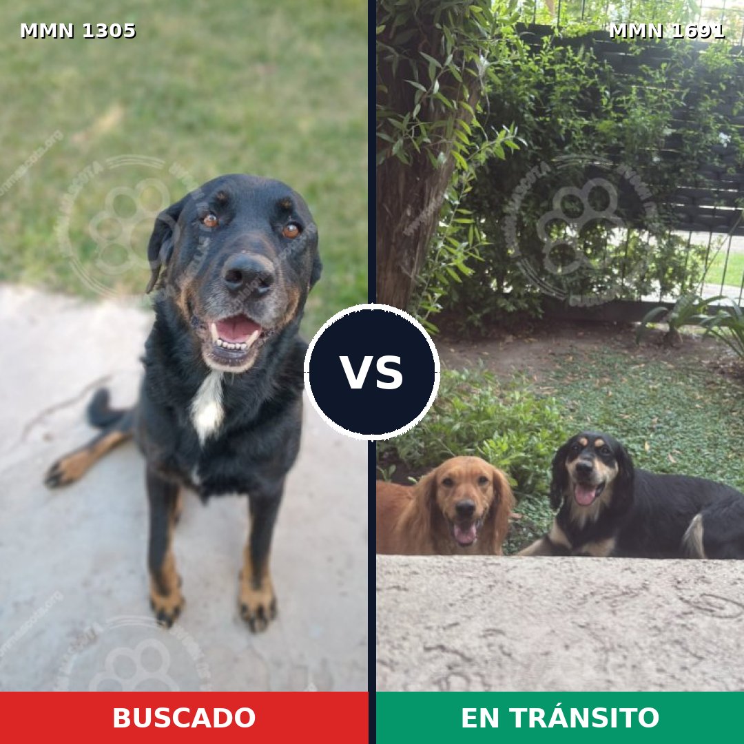 Comparativa MMS 37044: mascota perdida y mascota encontrada, 67% de similitud