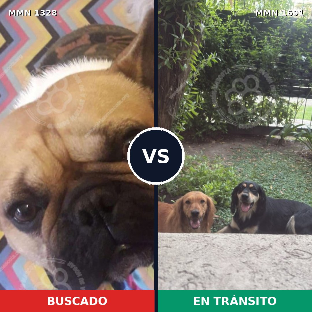 Comparativa MMS 37046: mascota perdida y mascota encontrada, 42% de similitud