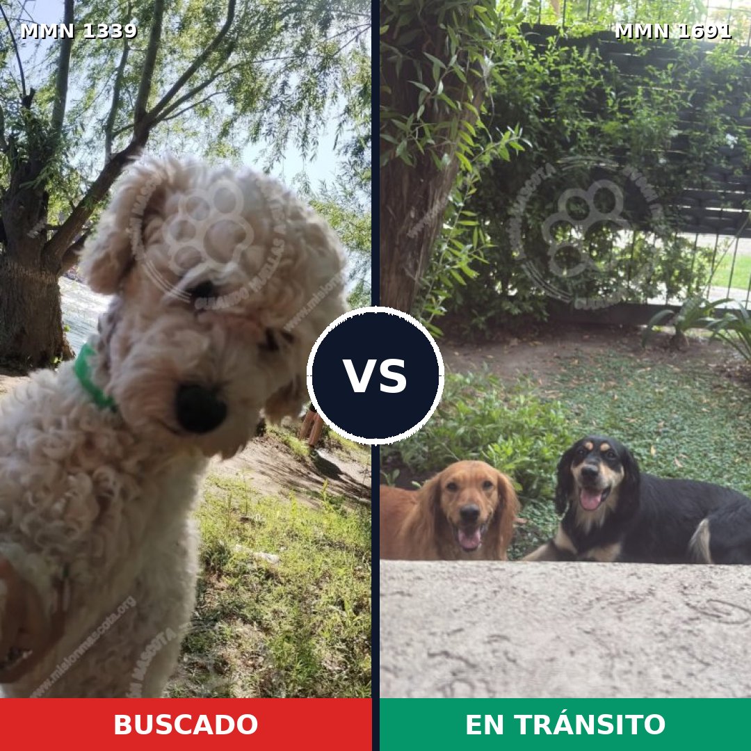 Comparativa MMS 37048: mascota perdida y mascota encontrada, 36% de similitud