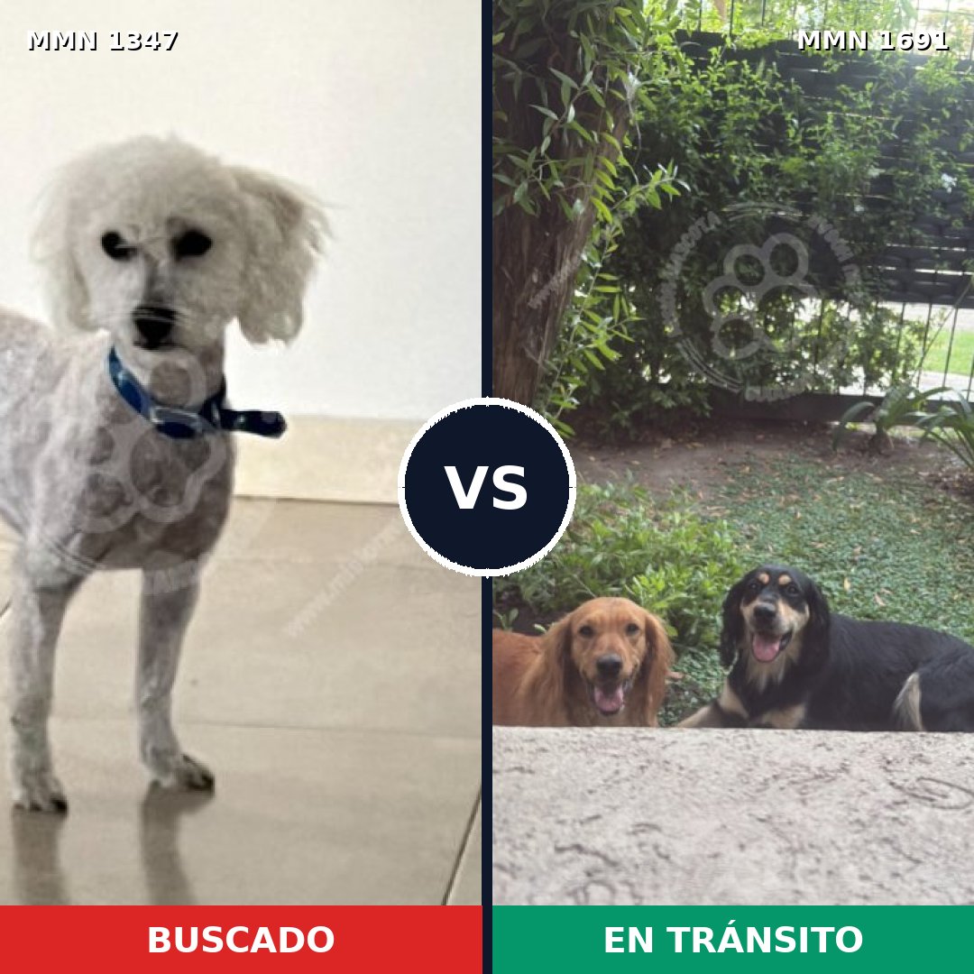 Comparativa MMS 37049: mascota perdida y mascota encontrada, 37% de similitud
