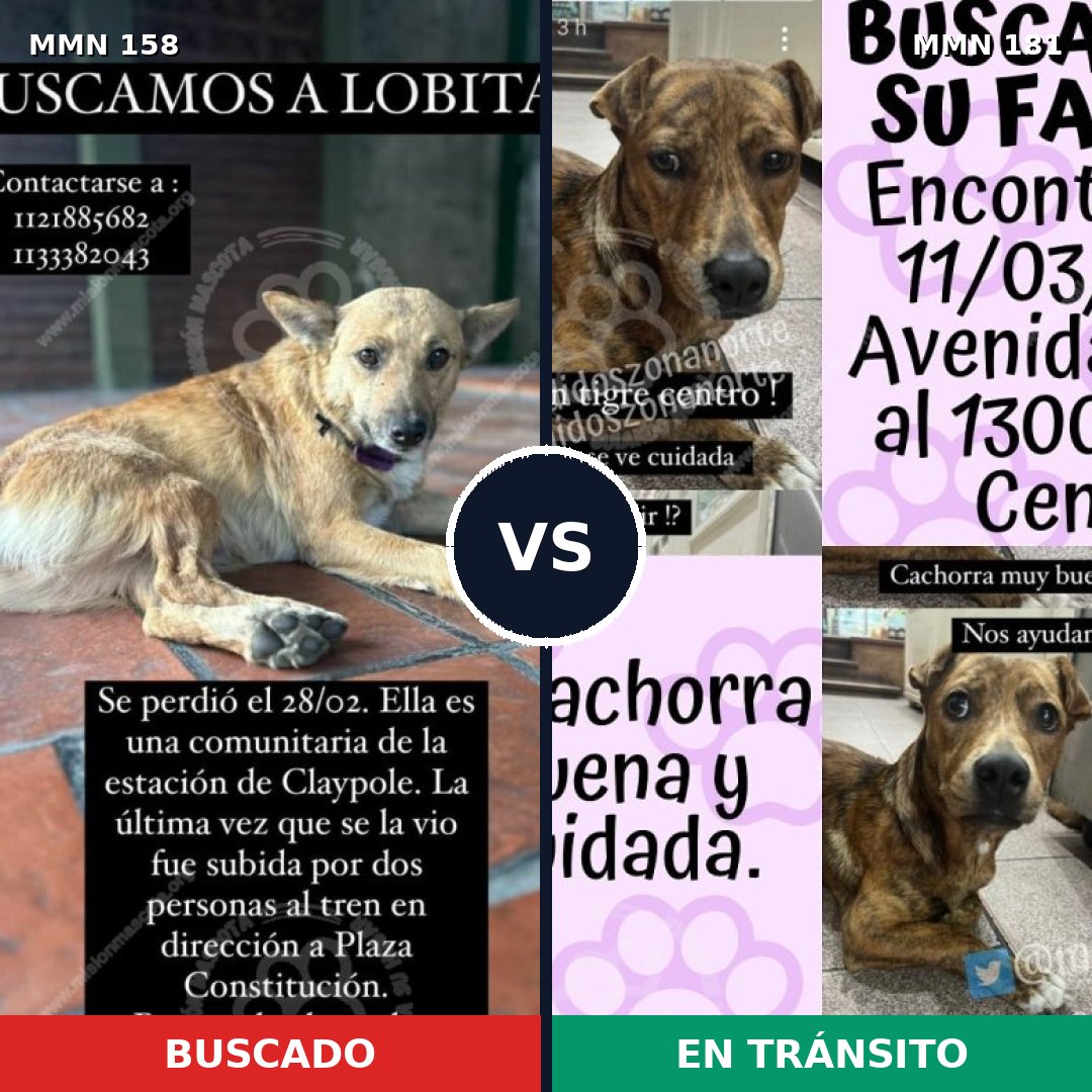 Comparativa MMS 3705: mascota perdida y mascota encontrada, 51% de similitud