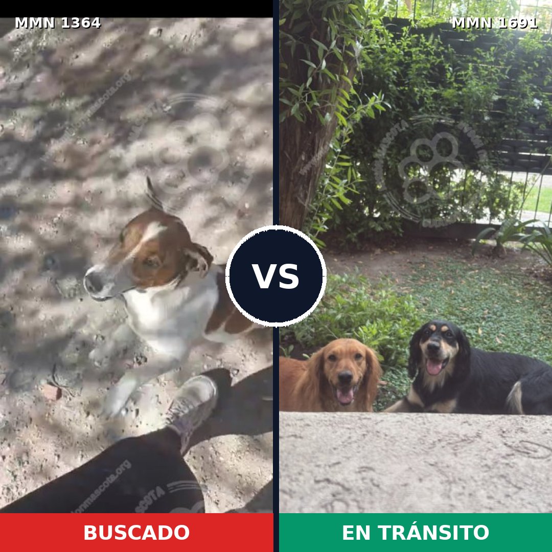 Comparativa MMS 37051: mascota perdida y mascota encontrada, 33% de similitud