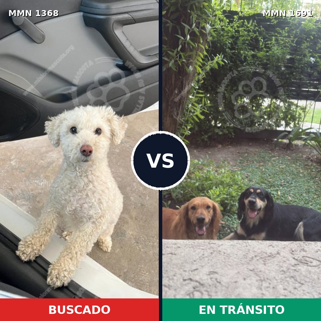 Comparativa MMS 37052: mascota perdida y mascota encontrada, 38% de similitud