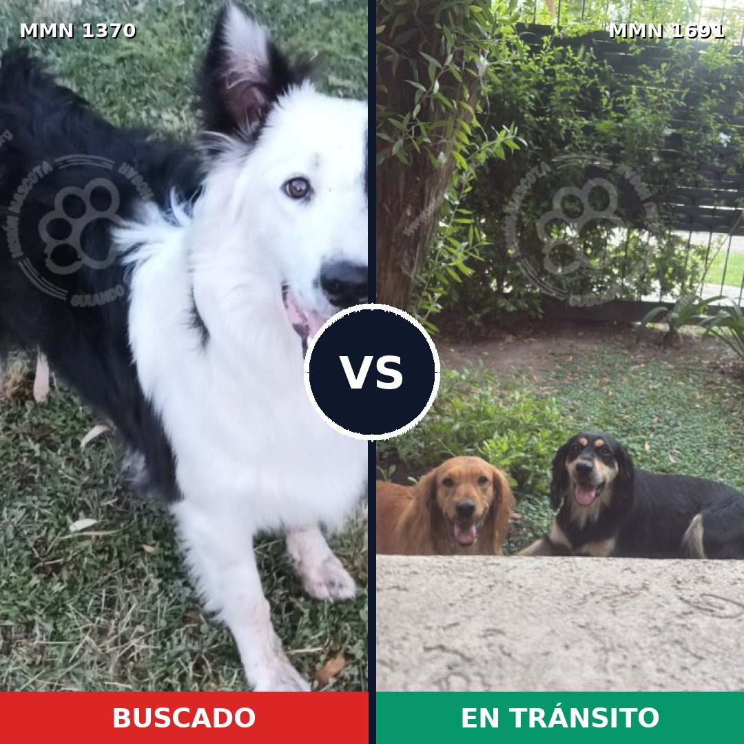 Comparativa MMS 37053: mascota perdida y mascota encontrada, 45% de similitud