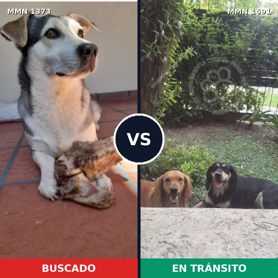 Comparativa MMS 37054: mascota perdida y mascota encontrada, 63% de similitud