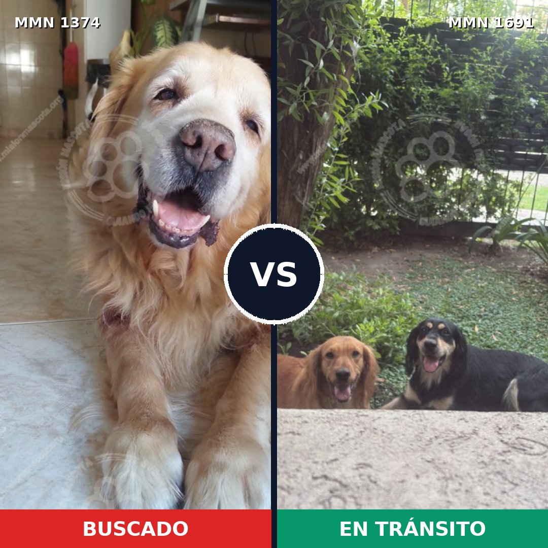 Comparativa MMS 37055: mascota perdida y mascota encontrada, 37% de similitud