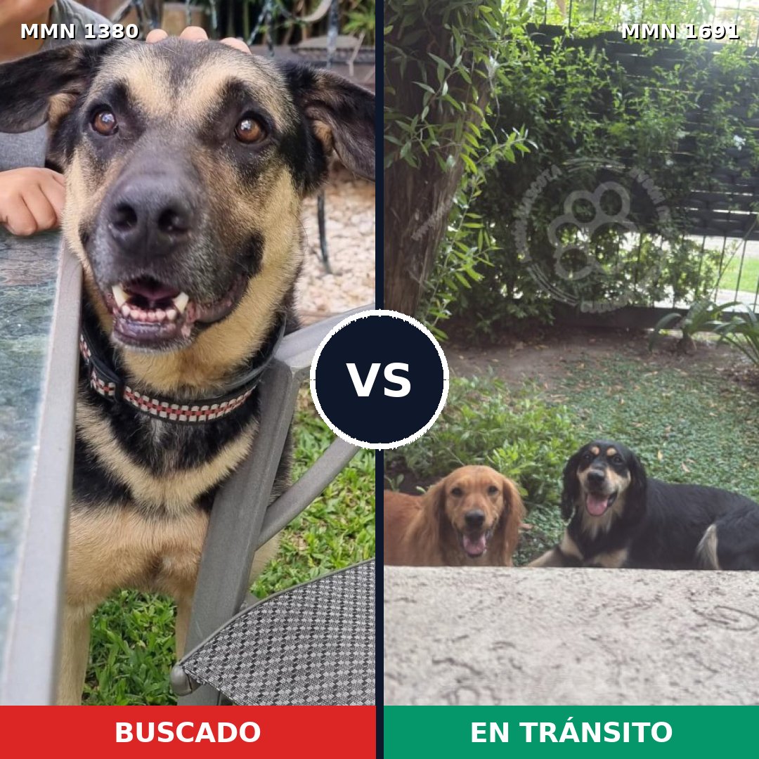 Comparativa MMS 37057: mascota perdida y mascota encontrada, 70% de similitud