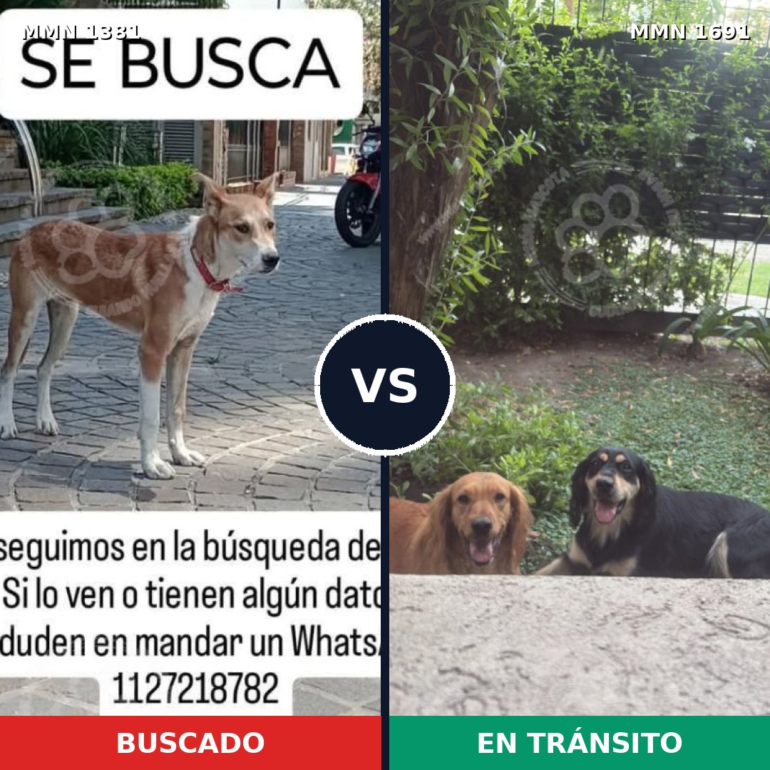 Comparativa MMS 37058: mascota perdida y mascota encontrada, 61% de similitud