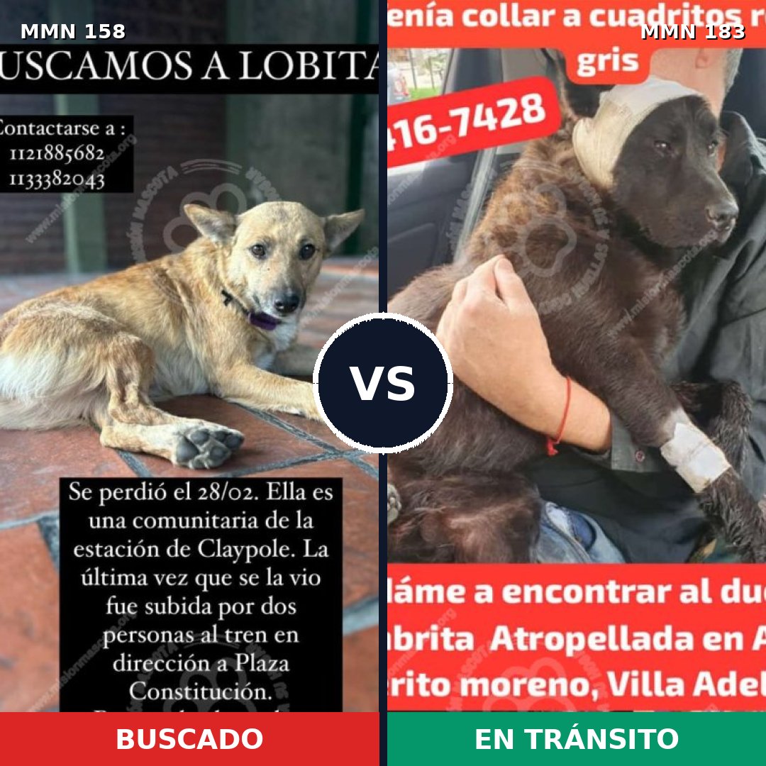 Comparativa MMS 3706: mascota perdida y mascota encontrada, 12% de similitud