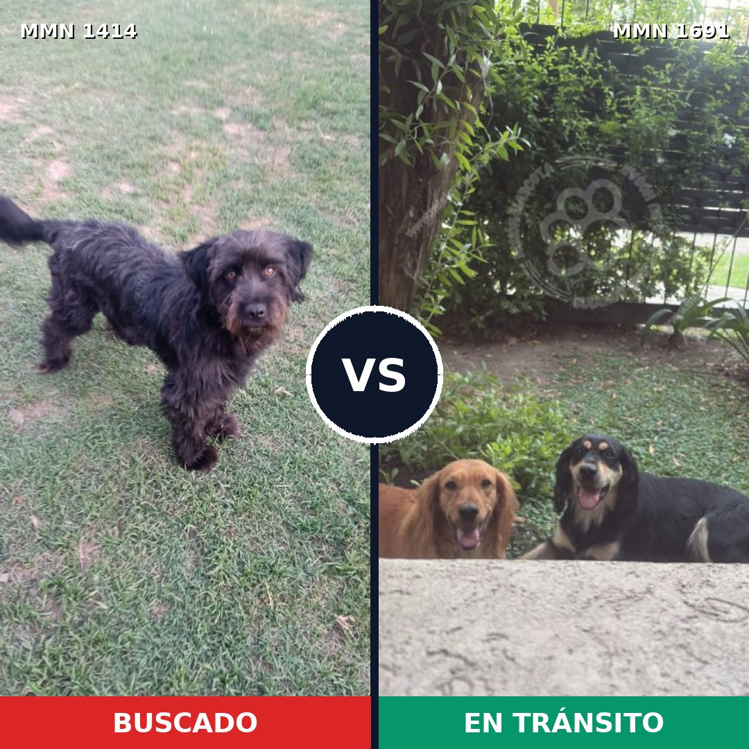 Comparativa MMS 37061: mascota perdida y mascota encontrada, 59% de similitud