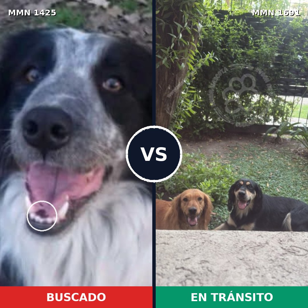 Comparativa MMS 37063: mascota perdida y mascota encontrada, 54% de similitud