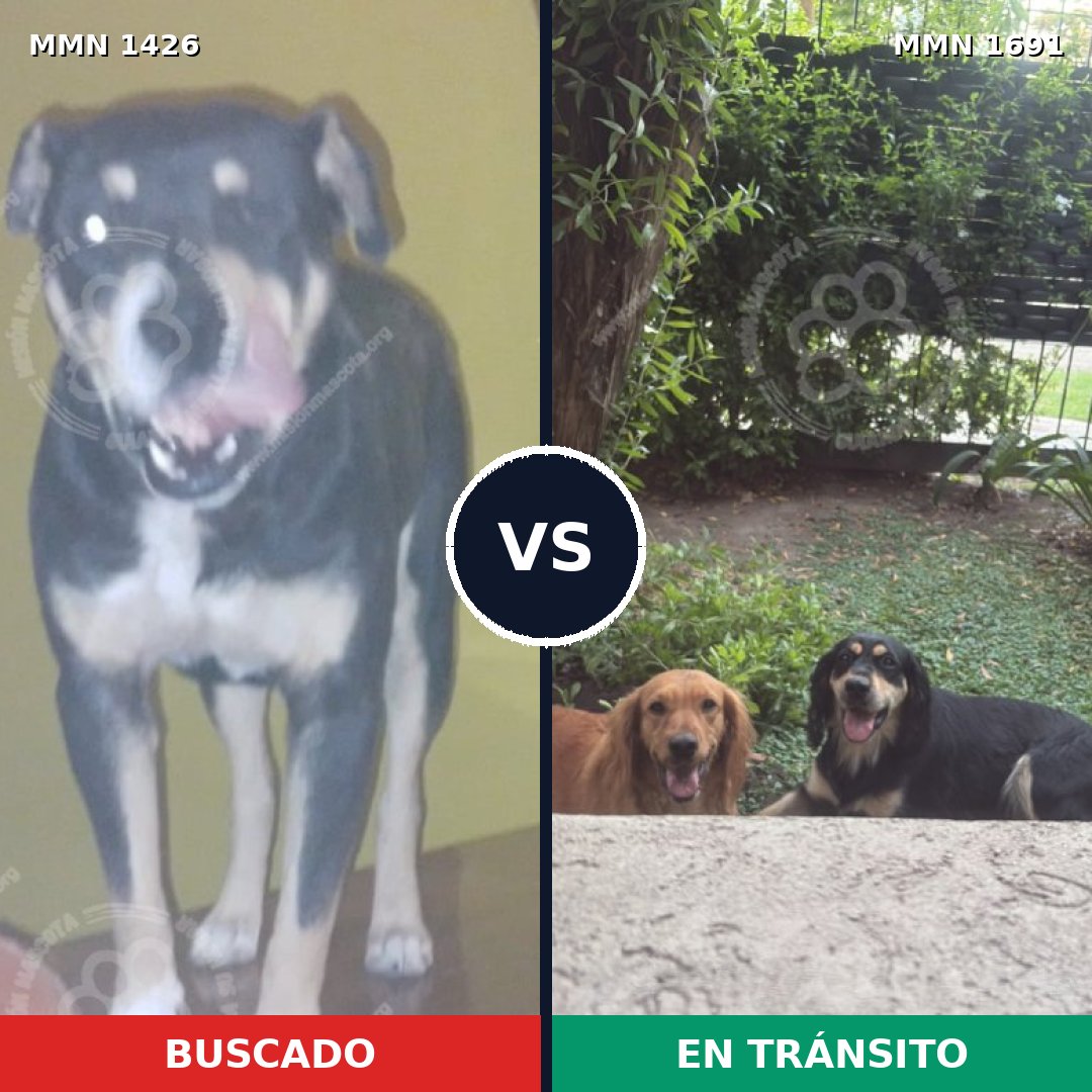 Comparativa MMS 37064: mascota perdida y mascota encontrada, 79% de similitud