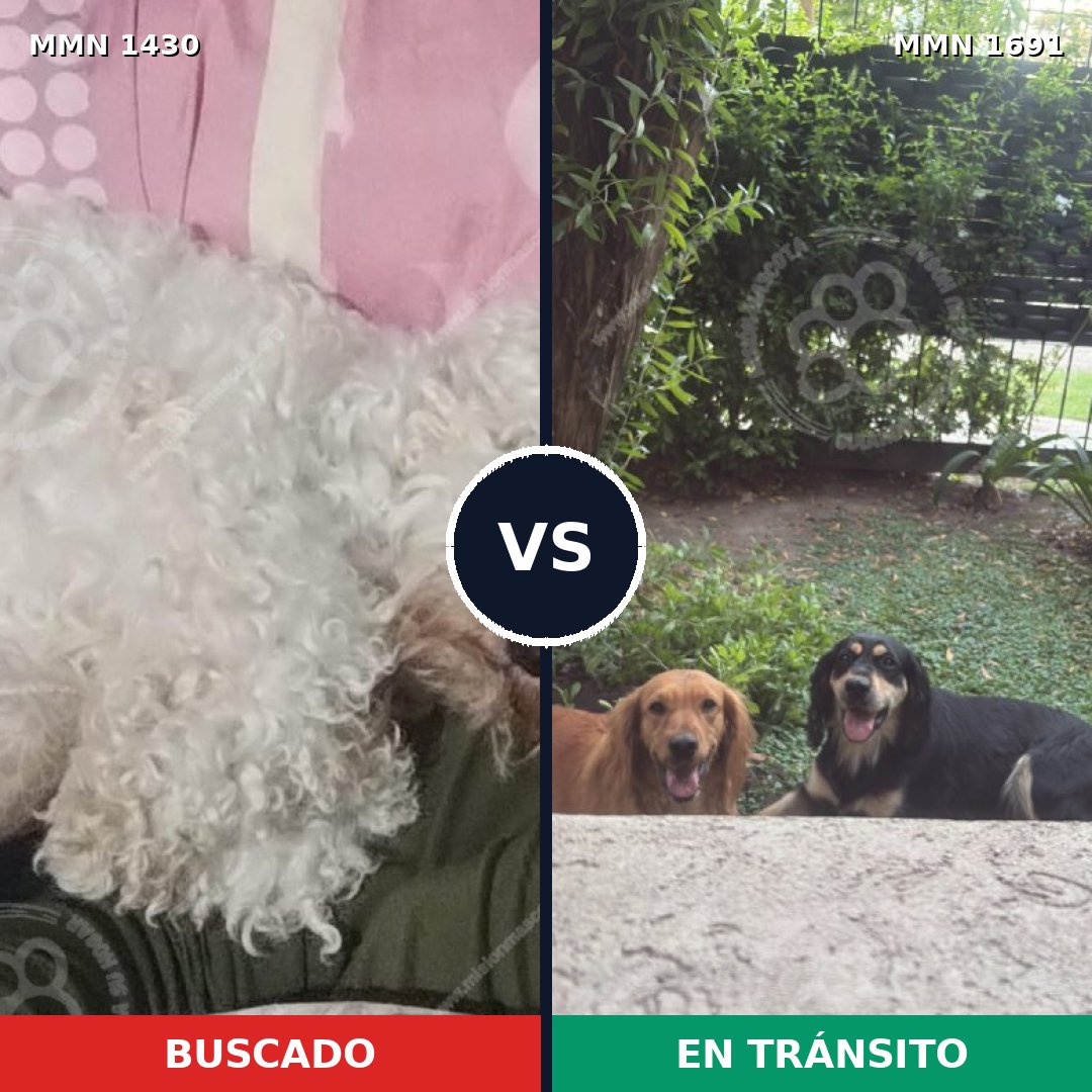 Comparativa MMS 37065: mascota perdida y mascota encontrada, 38% de similitud