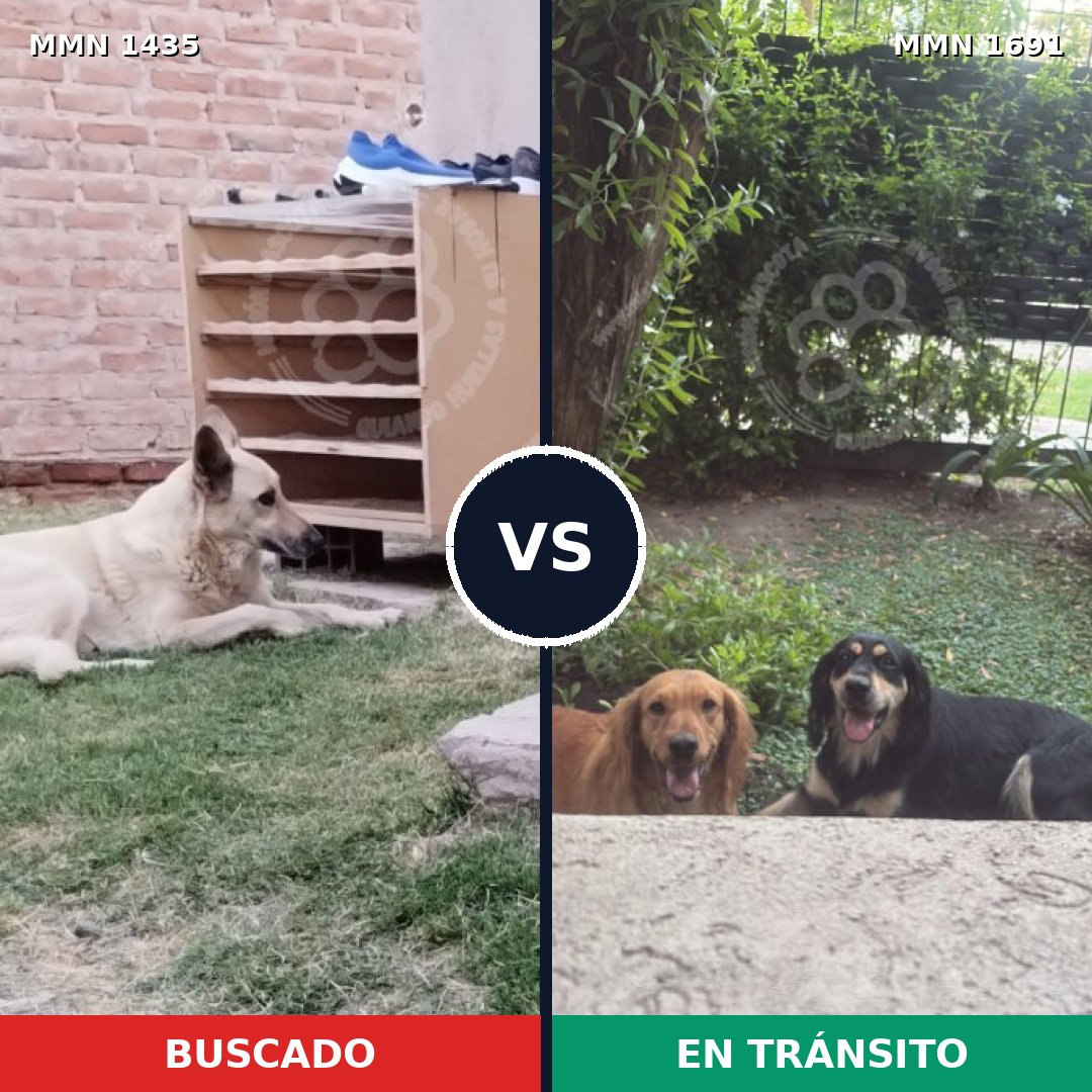 Comparativa MMS 37066: mascota perdida y mascota encontrada, 55% de similitud