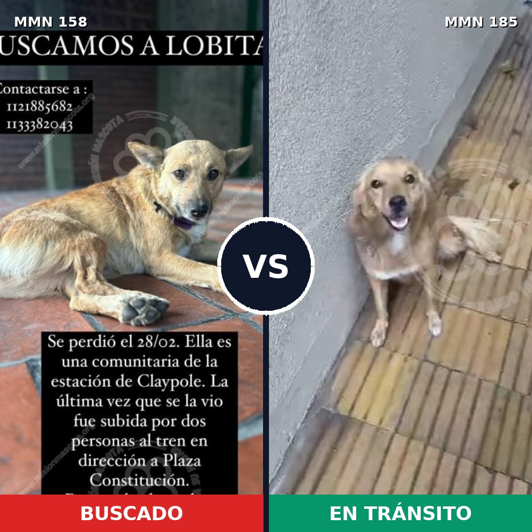 Comparativa MMS 3707: mascota perdida y mascota encontrada, 66% de similitud