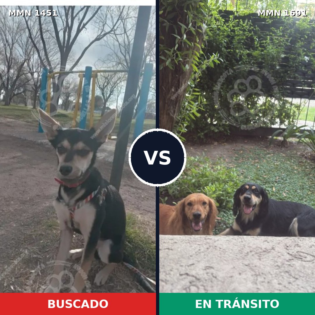 Comparativa MMS 37070: mascota perdida y mascota encontrada, 79% de similitud