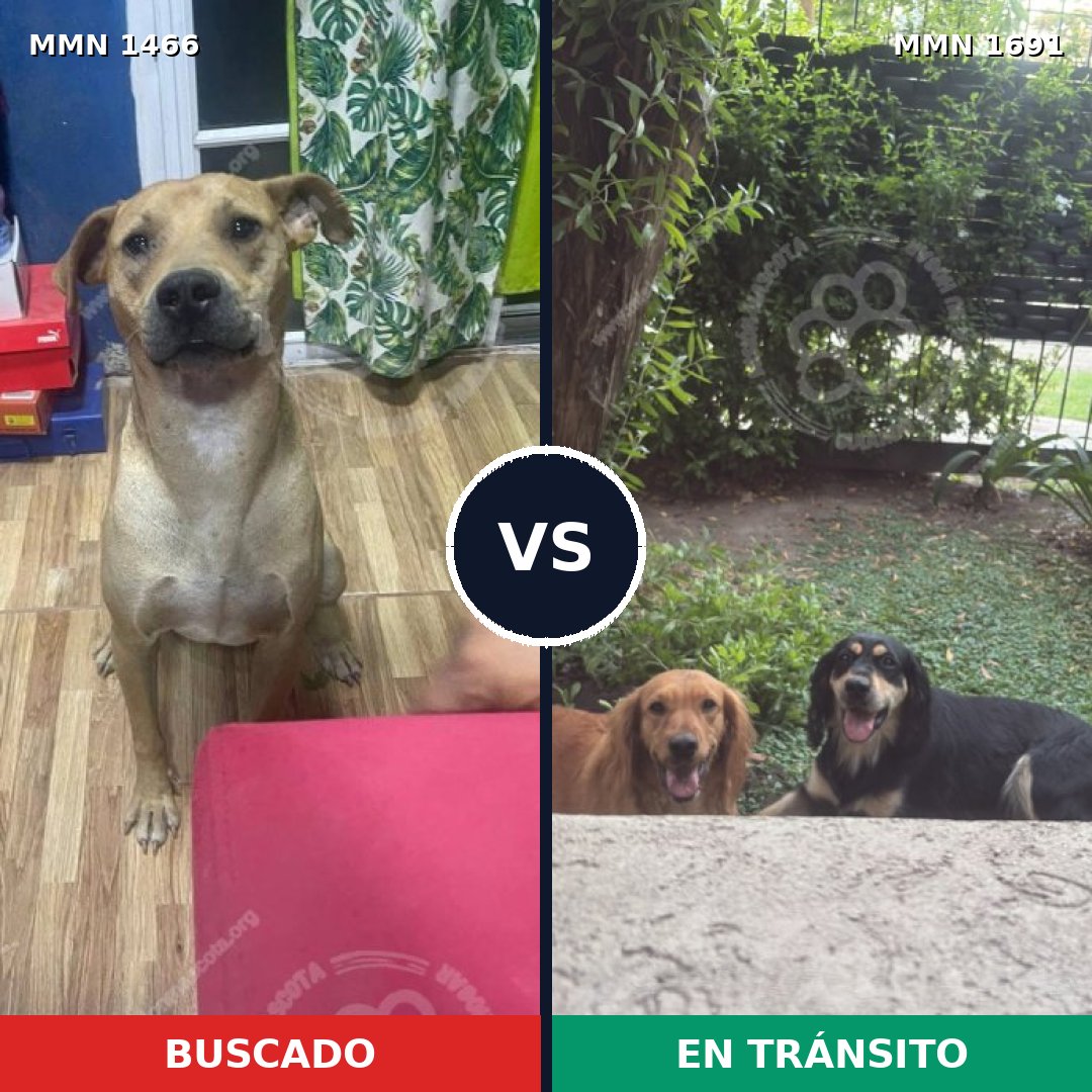 Comparativa MMS 37072: mascota perdida y mascota encontrada, 74% de similitud