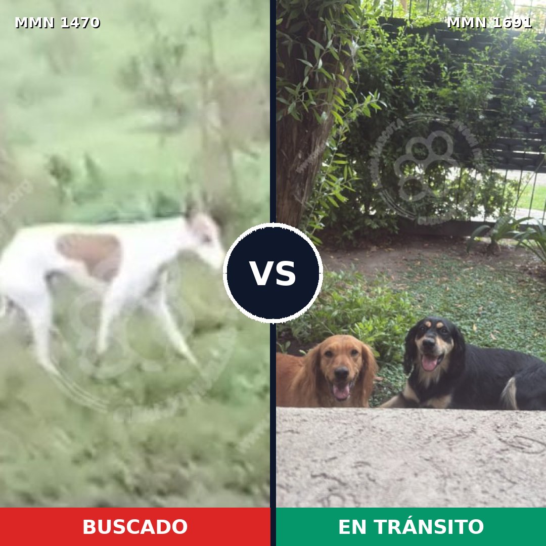 Comparativa MMS 37073: mascota perdida y mascota encontrada, 49% de similitud