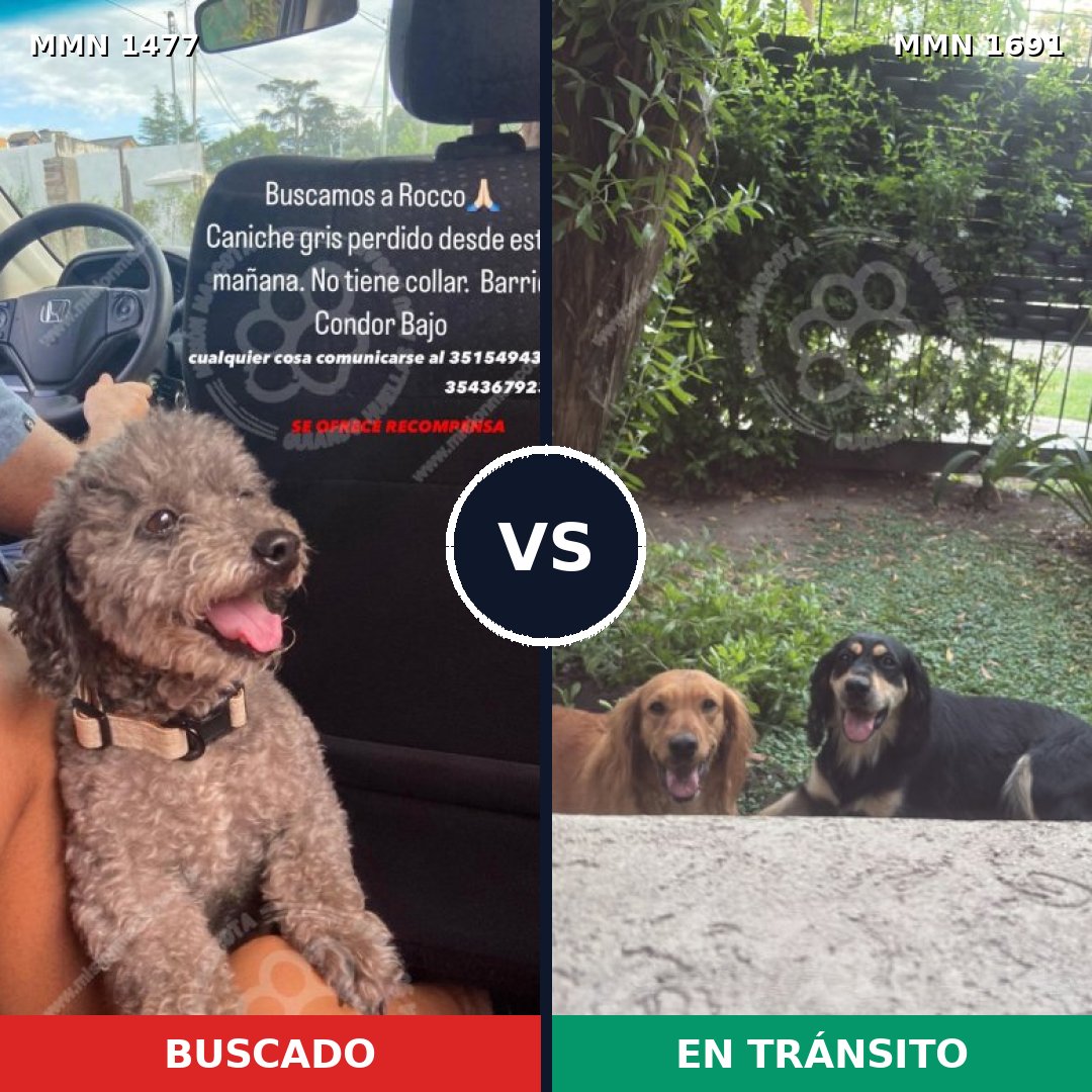 Comparativa MMS 37074: mascota perdida y mascota encontrada, 24% de similitud