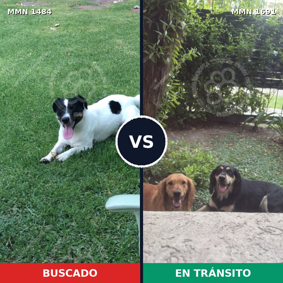 Comparativa MMS 37075: mascota perdida y mascota encontrada, 44% de similitud