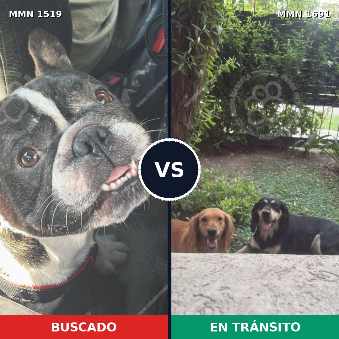 Comparativa MMS 37076: mascota perdida y mascota encontrada, 56% de similitud