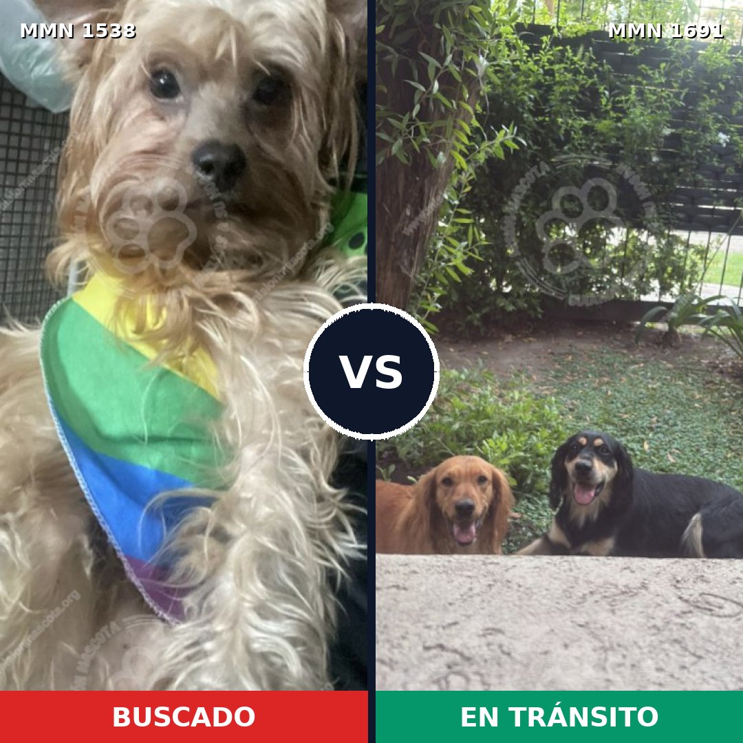 Comparativa MMS 37077: mascota perdida y mascota encontrada, 56% de similitud