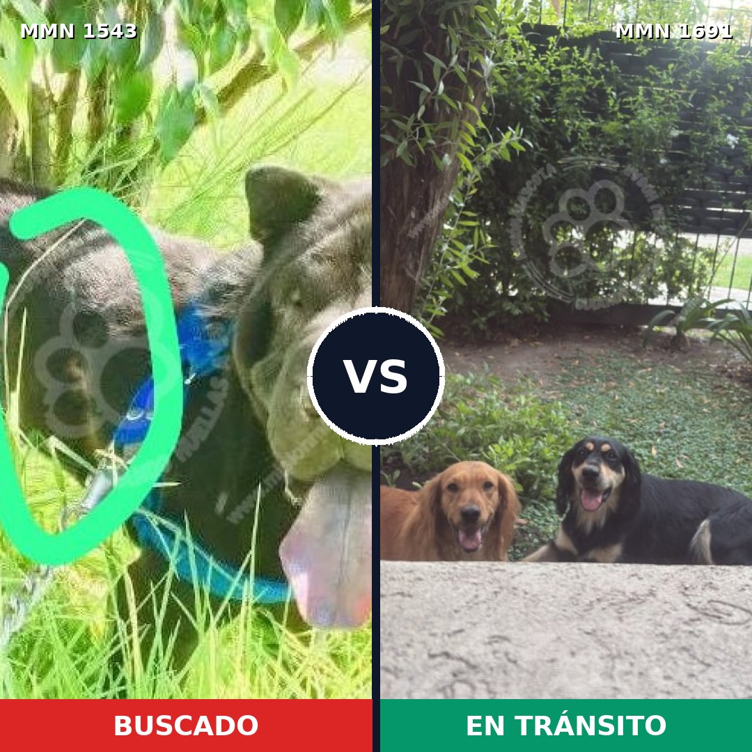 Comparativa MMS 37078: mascota perdida y mascota encontrada, 55% de similitud