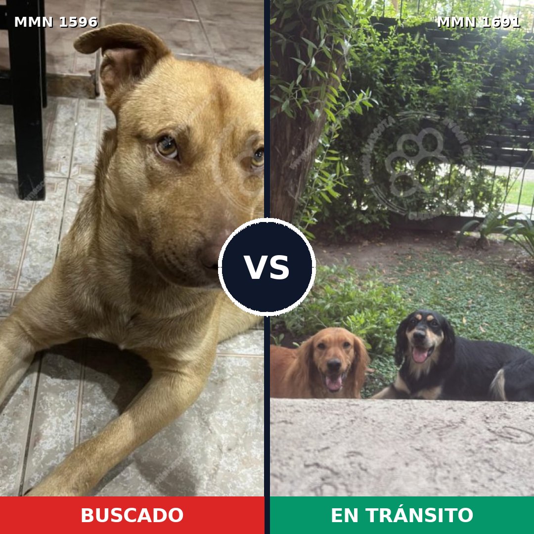 Comparativa MMS 37080: mascota perdida y mascota encontrada, 64% de similitud