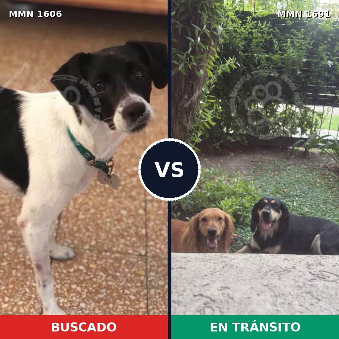 Comparativa MMS 37081: mascota perdida y mascota encontrada, 63% de similitud