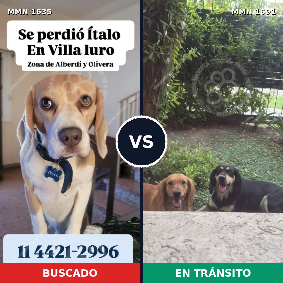 Comparativa MMS 37084: mascota perdida y mascota encontrada, 33% de similitud
