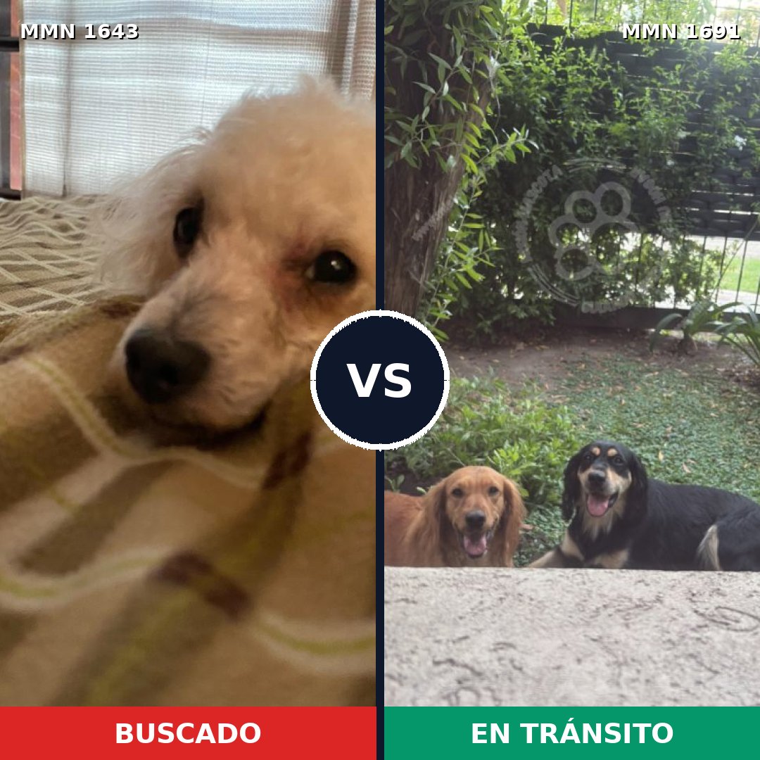 Comparativa MMS 37085: mascota perdida y mascota encontrada, 40% de similitud