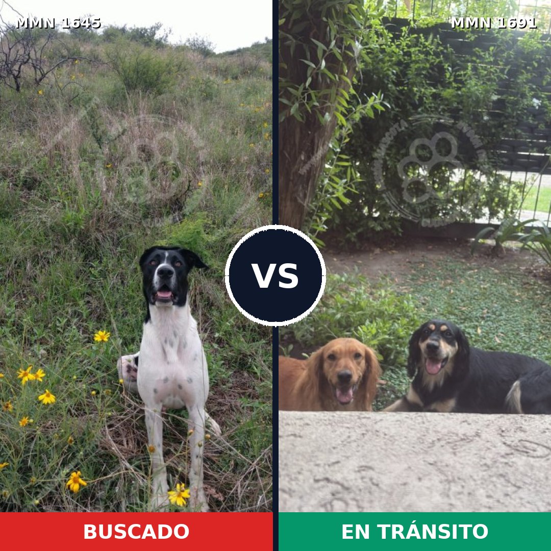 Comparativa MMS 37086: mascota perdida y mascota encontrada, 48% de similitud