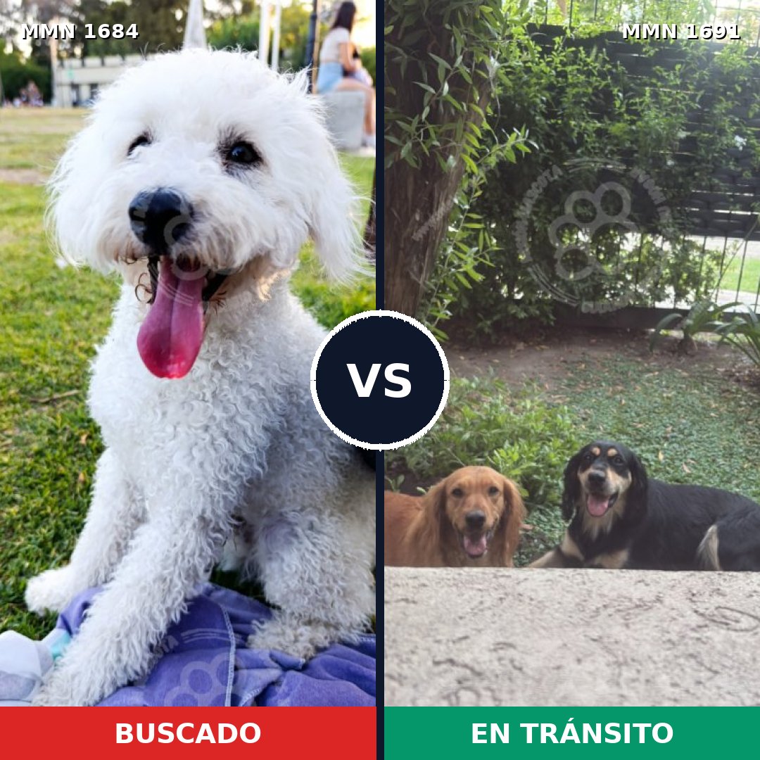 Comparativa MMS 37088: mascota perdida y mascota encontrada, 38% de similitud
