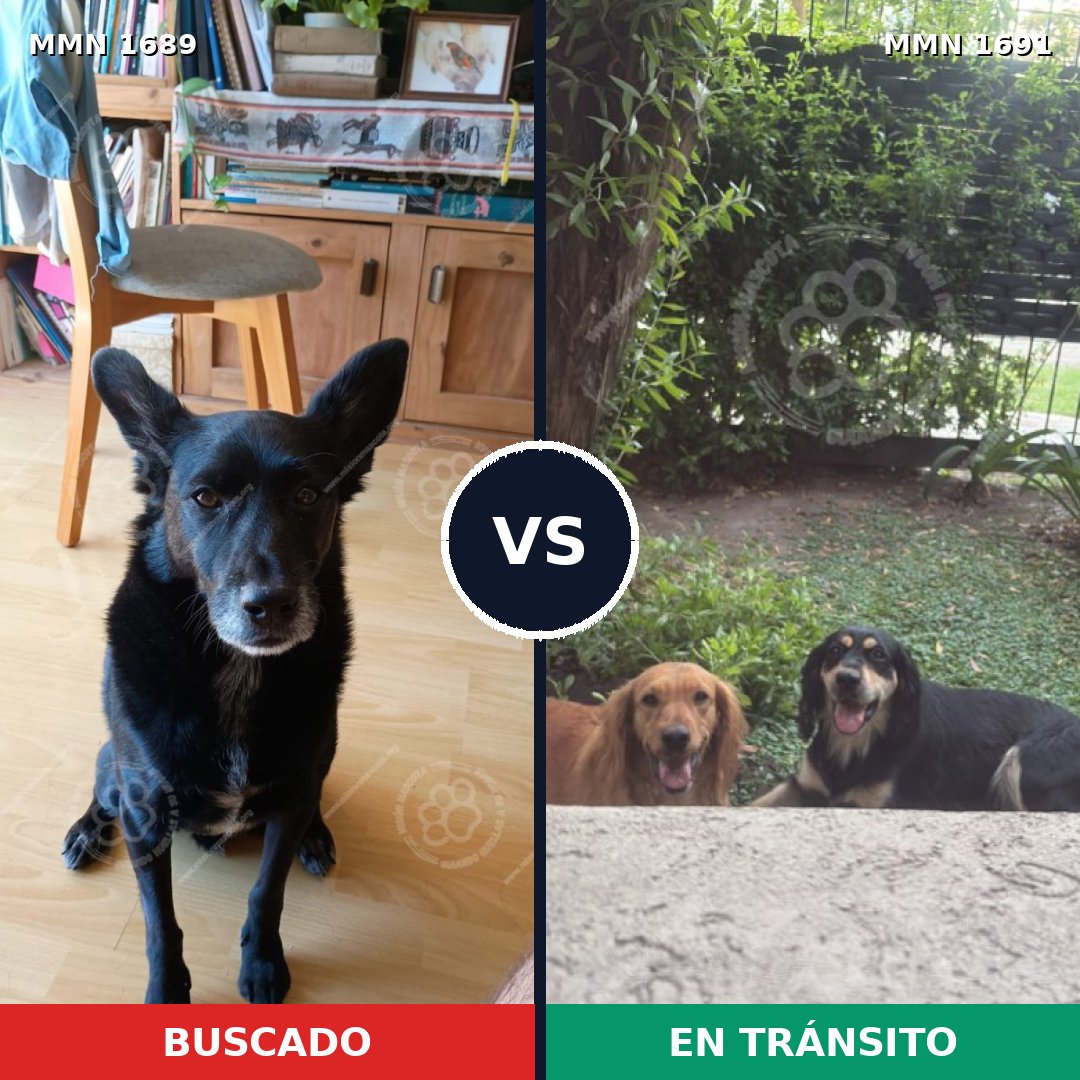 Comparativa MMS 37089: mascota perdida y mascota encontrada, 77% de similitud