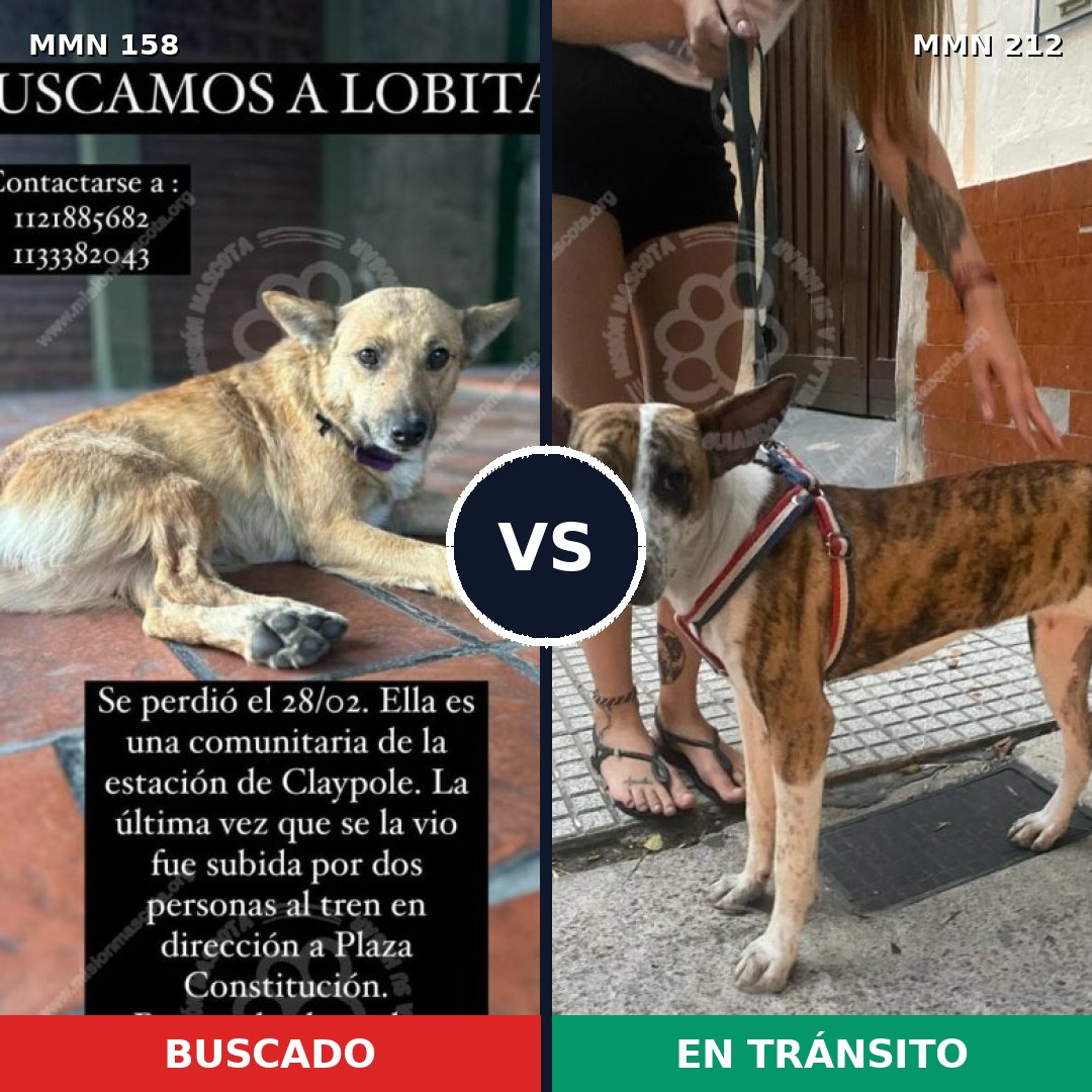 Comparativa MMS 3709: mascota perdida y mascota encontrada, 52% de similitud