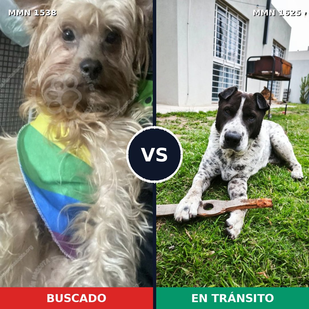 Comparativa MMS 37090: mascota perdida y mascota encontrada, 49% de similitud