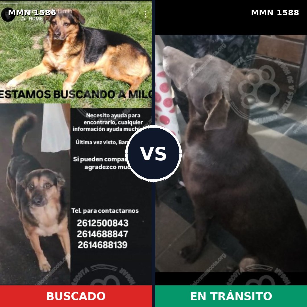 Comparativa MMS 37091: mascota perdida y mascota encontrada, 58% de similitud
