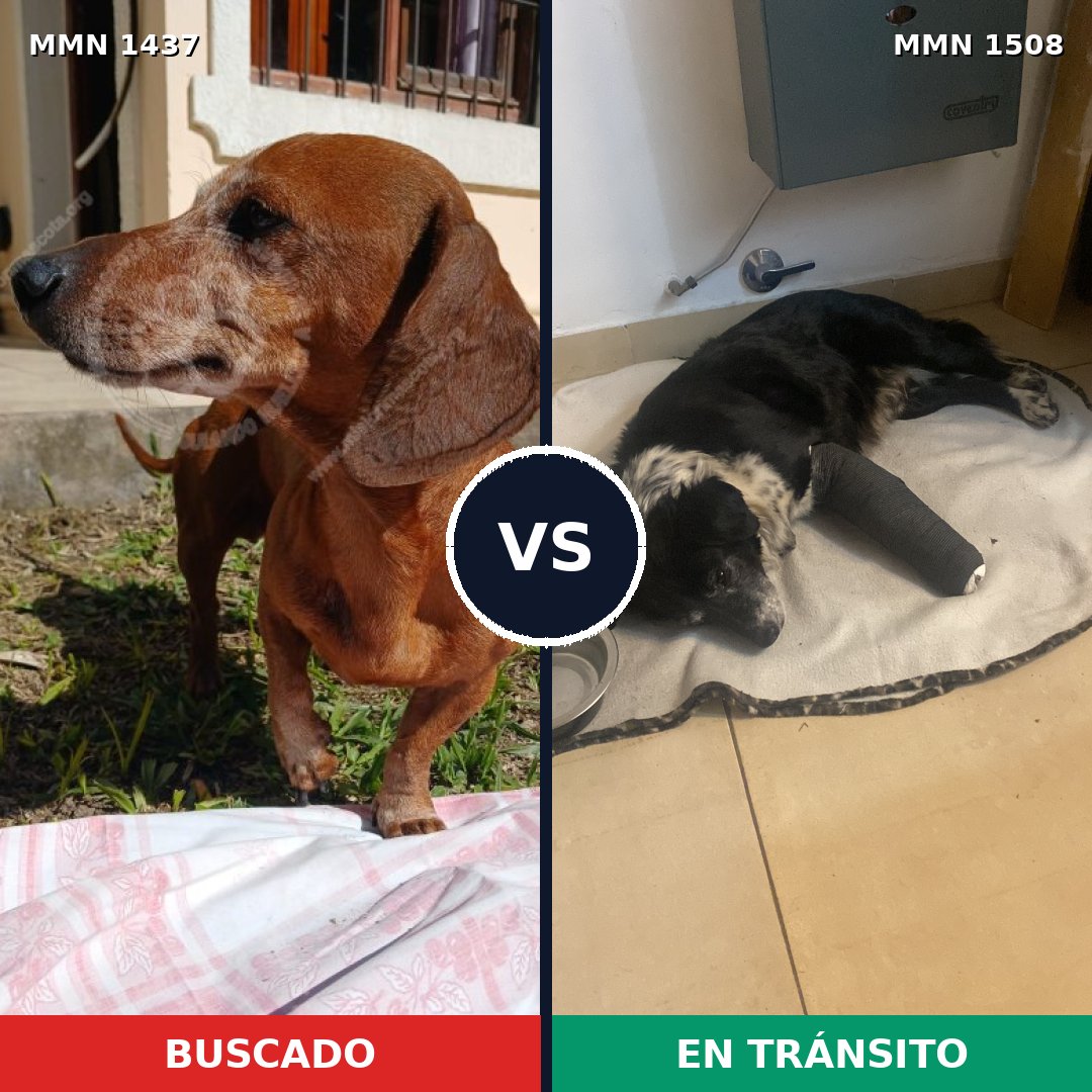 Comparativa MMS 37092: mascota perdida y mascota encontrada, 36% de similitud