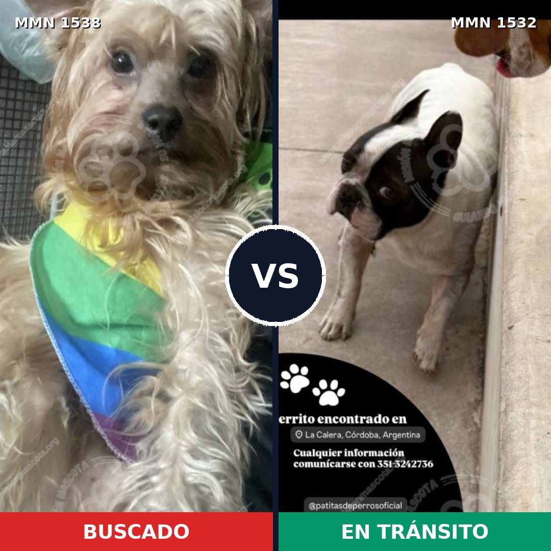 Comparativa MMS 37093: mascota perdida y mascota encontrada, 57% de similitud