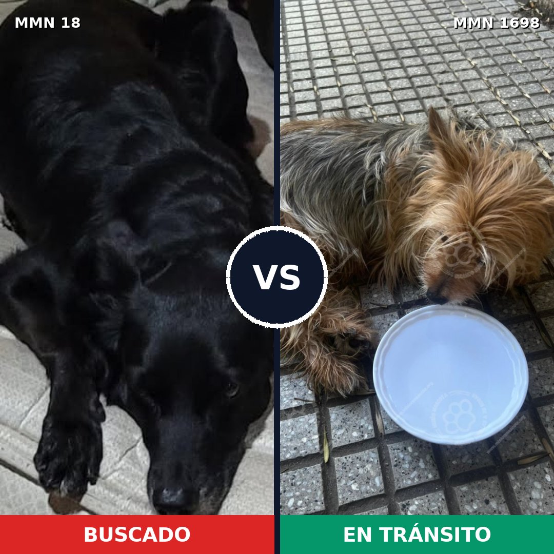 Comparativa MMS 37096: mascota perdida y mascota encontrada, 25% de similitud