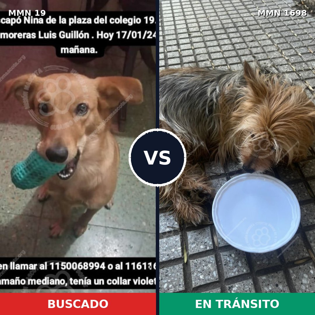 Comparativa MMS 37097: mascota perdida y mascota encontrada, 29% de similitud