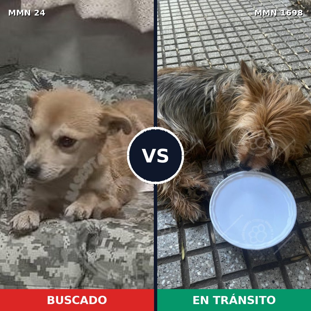 Comparativa MMS 37099: mascota perdida y mascota encontrada, 47% de similitud